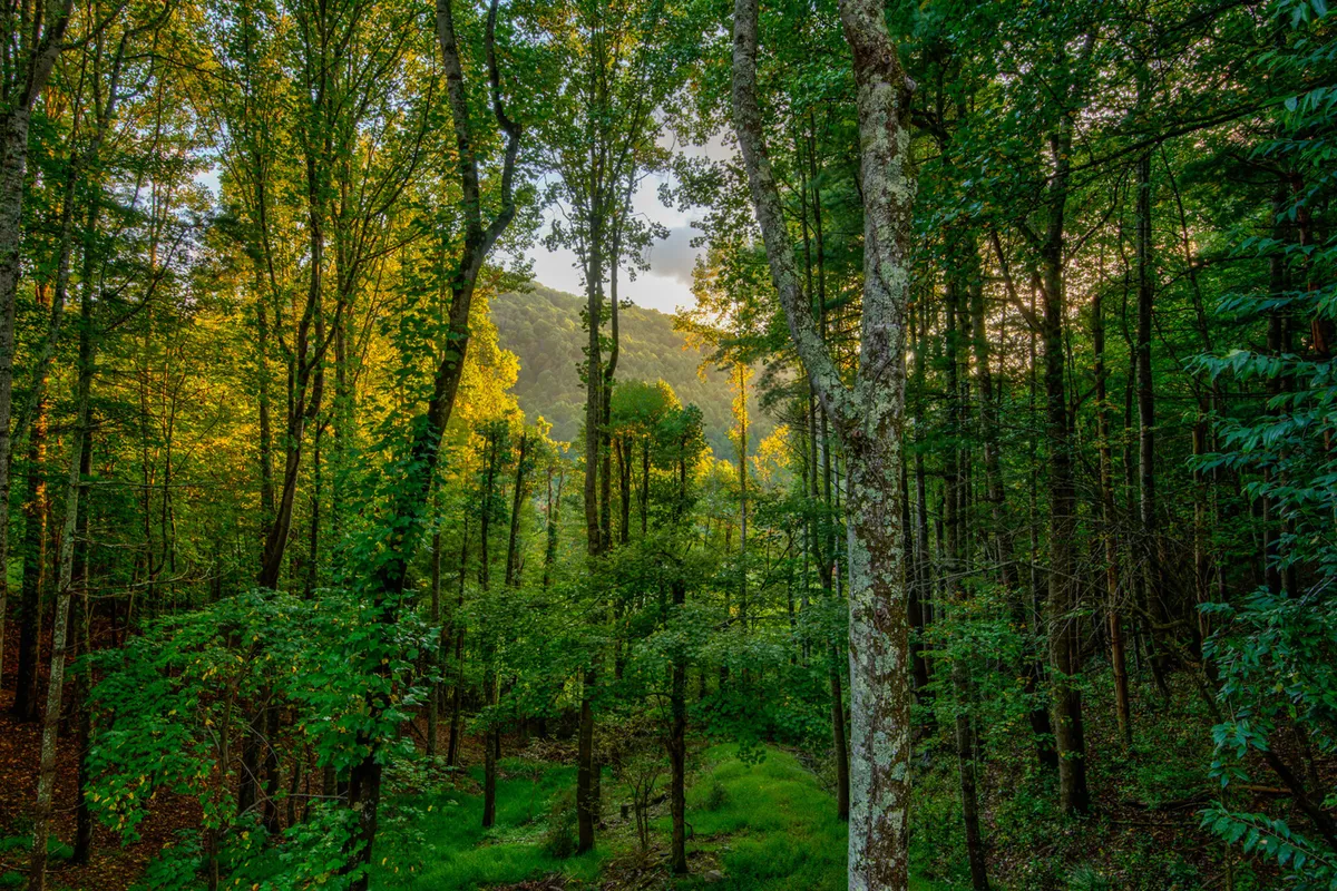 A peaceful woodland scene featuring tall trees with sunlight filtering through the dense green leaves. The ground is lush with undergrowth, evoking the immersive experience of hiking and exploring the forests of the Blue Ridge Mountains.
